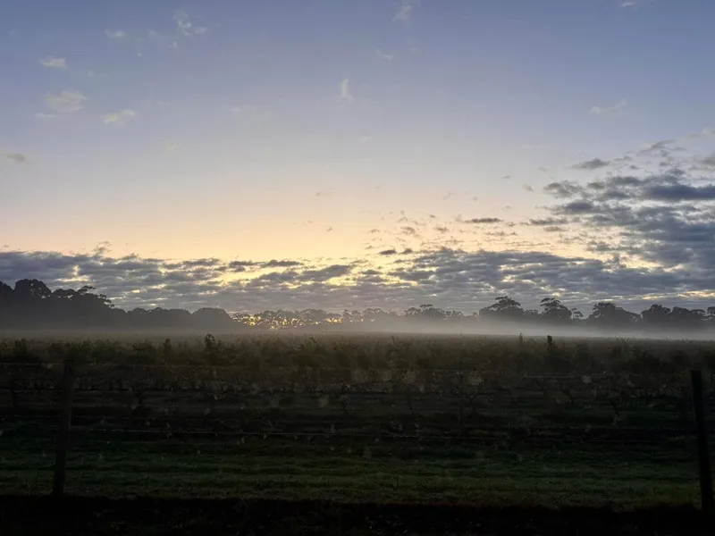 Misty early mornings are the best.