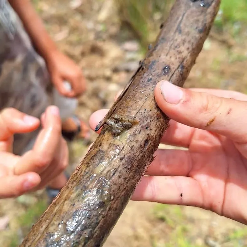 Spot the froglets! We have counted four species of frog calling around the dam at once, but there's sure to be more. A reliable sign of a healthy ecosystem 👍