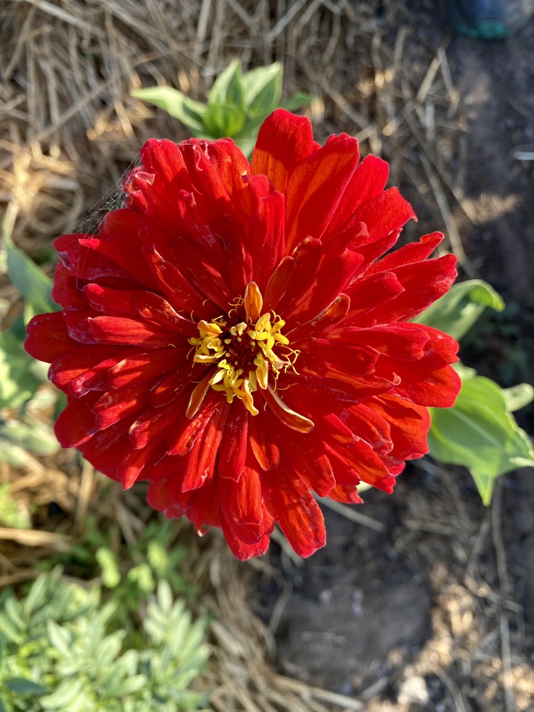 Close-up of a bright red, layered-petal flower with a yellow center. Green leaves and soil with straw are visible in the blurred background.