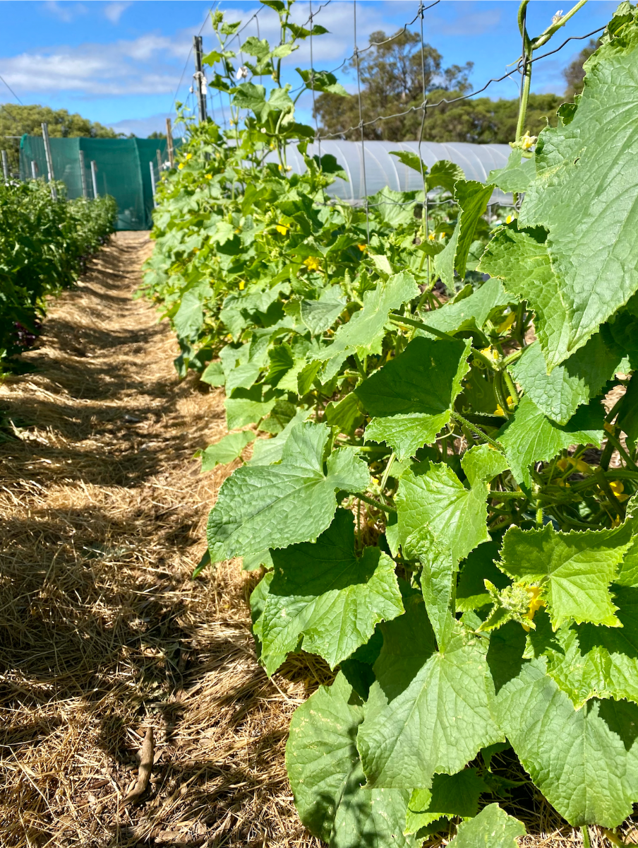 Row of leafy climbing vegetable plants on trellises beside a straw-covered path. Green mesh fencing and polytunnel greenhouses are visible under a blue sky in the background.