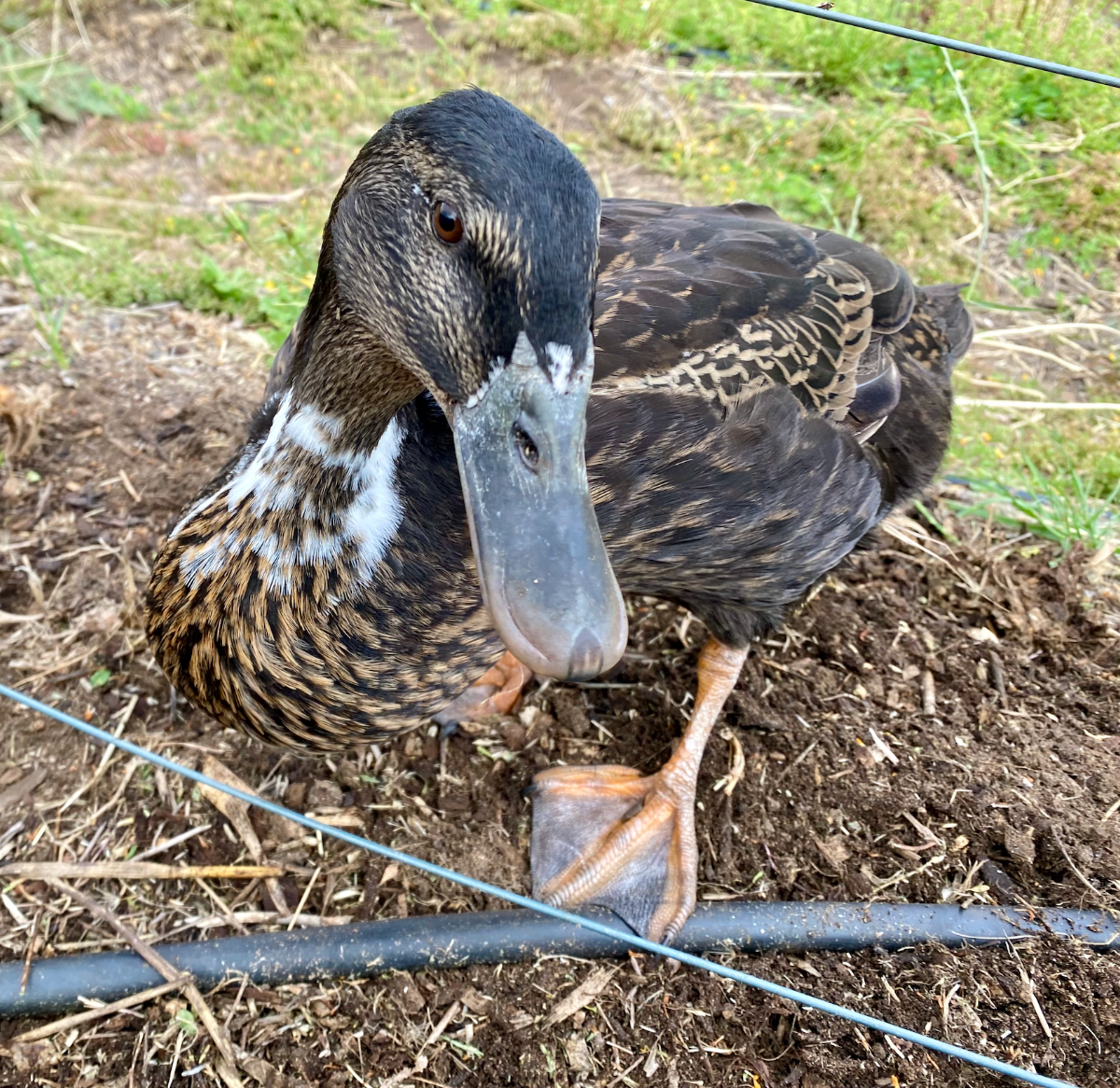 Close-up of a dark brown duck with a gray bill and mottled feathers standing on dirt and grass. Thin wire fencing runs diagonally across the foreground.