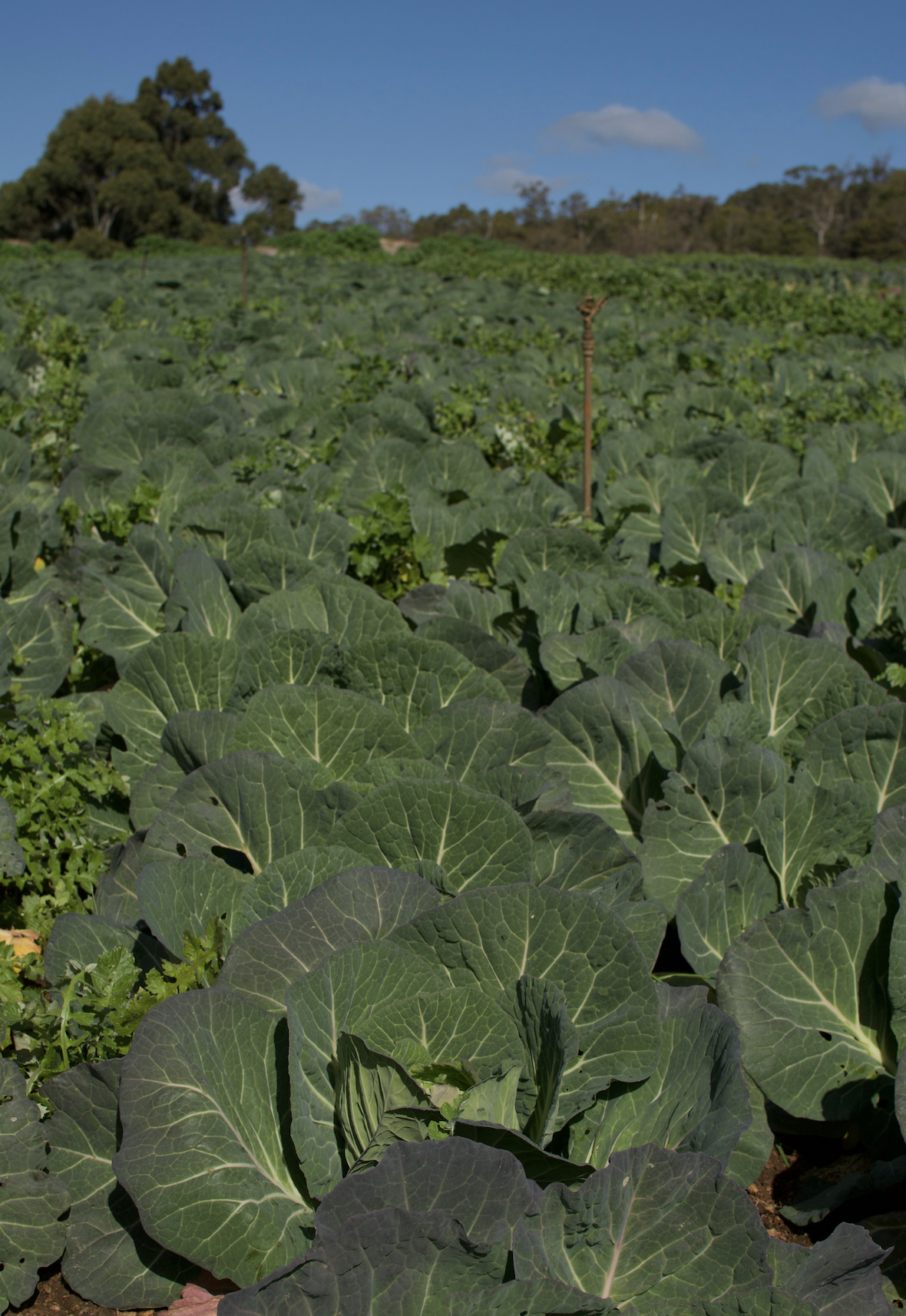 Wide view of a field filled with large green leafy plants growing in rows. Trees line the background under a blue sky with a few small clouds.