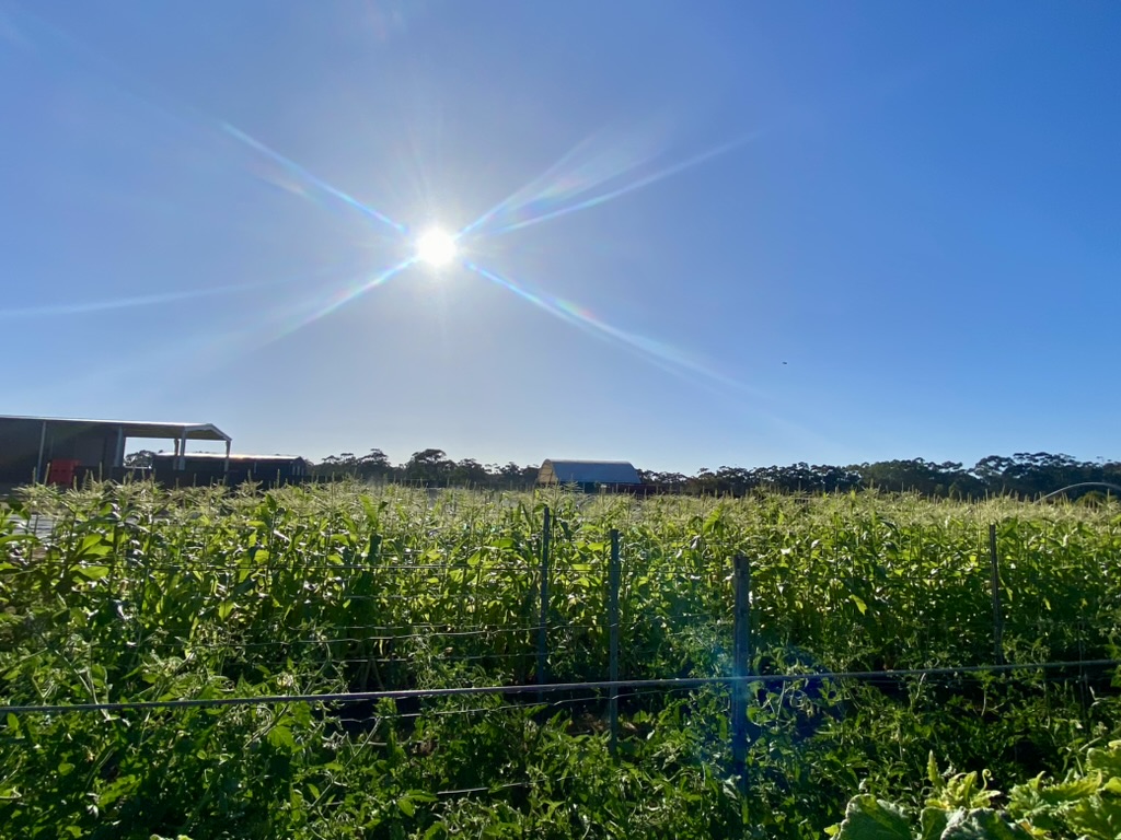 Bright sun in a clear blue sky over a lush green vegetable field, with wire fencing in the foreground. Farm sheds and a tree line sit on the horizon.