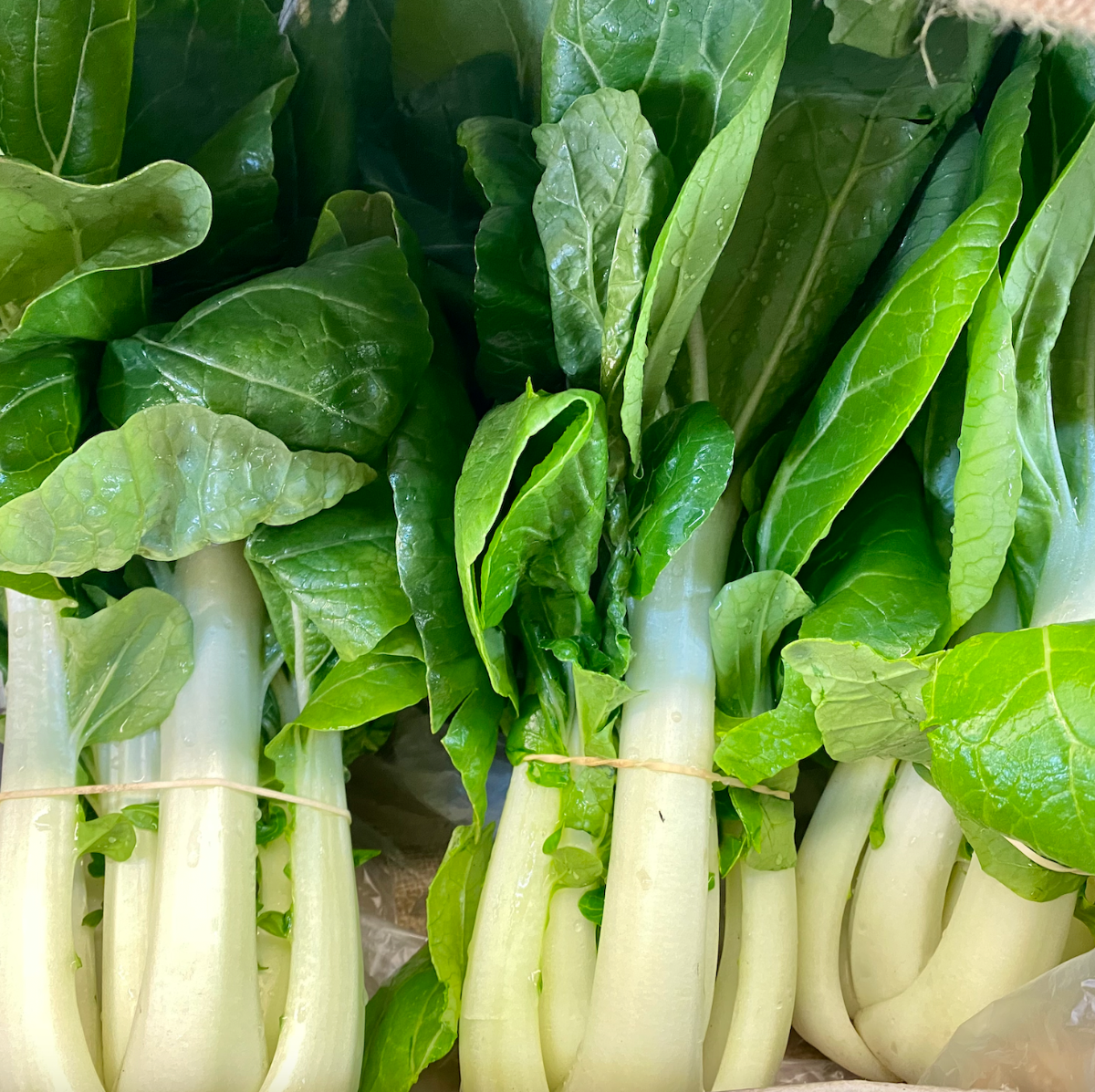 Close-up of several bunches of fresh leafy greens with thick pale stems, tied with twine. The green leaves fill most of the frame with visible water droplets.