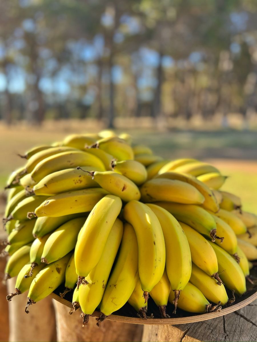 A large bunch of ripe yellow bananas piled on a shallow wooden tray outdoors. The background is blurred with trees and open ground visible.