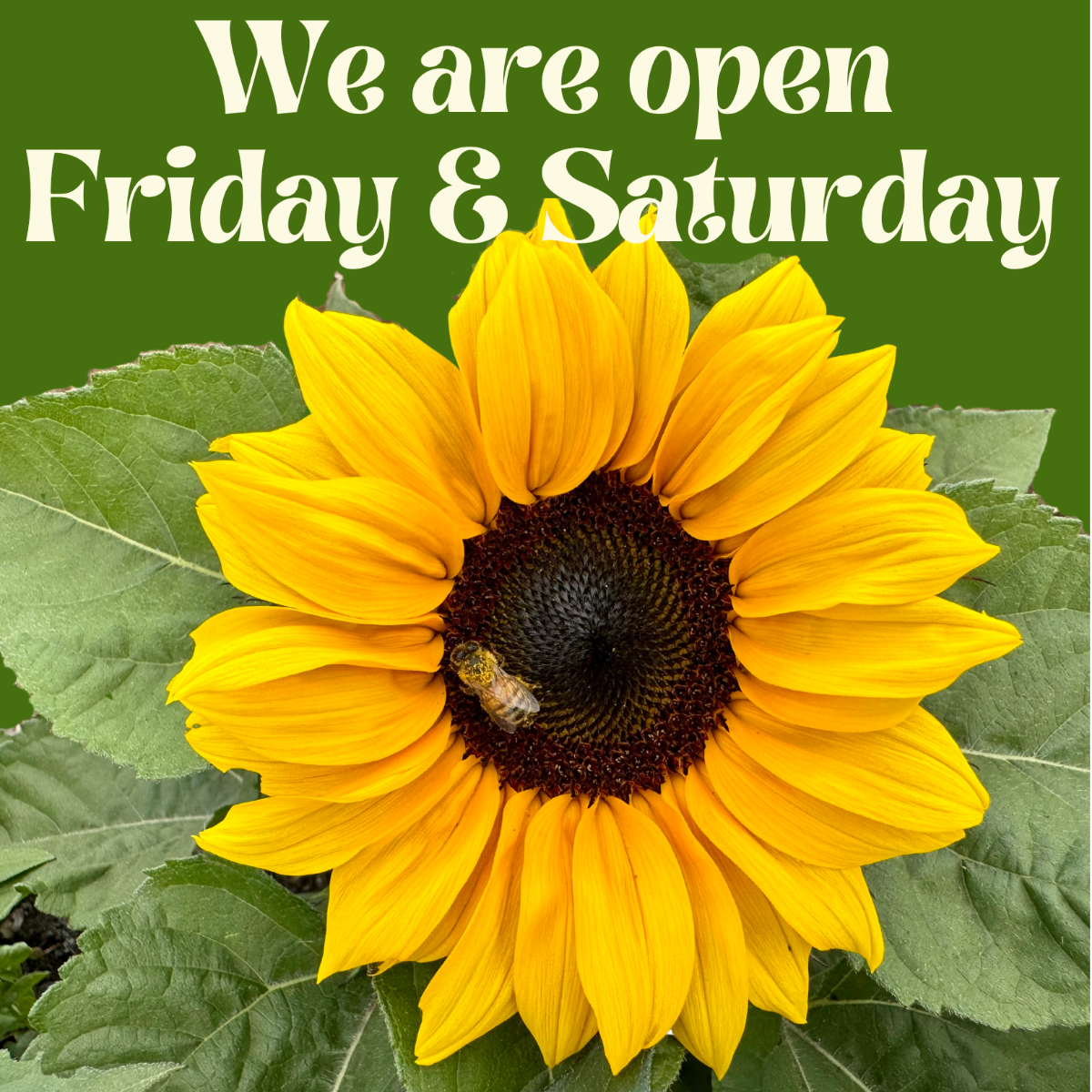 Large white text reading “We are open Friday & Saturday” above a close-up of a bright yellow sunflower with green leaves and a small bee on the flower’s center, set against a dark green background.