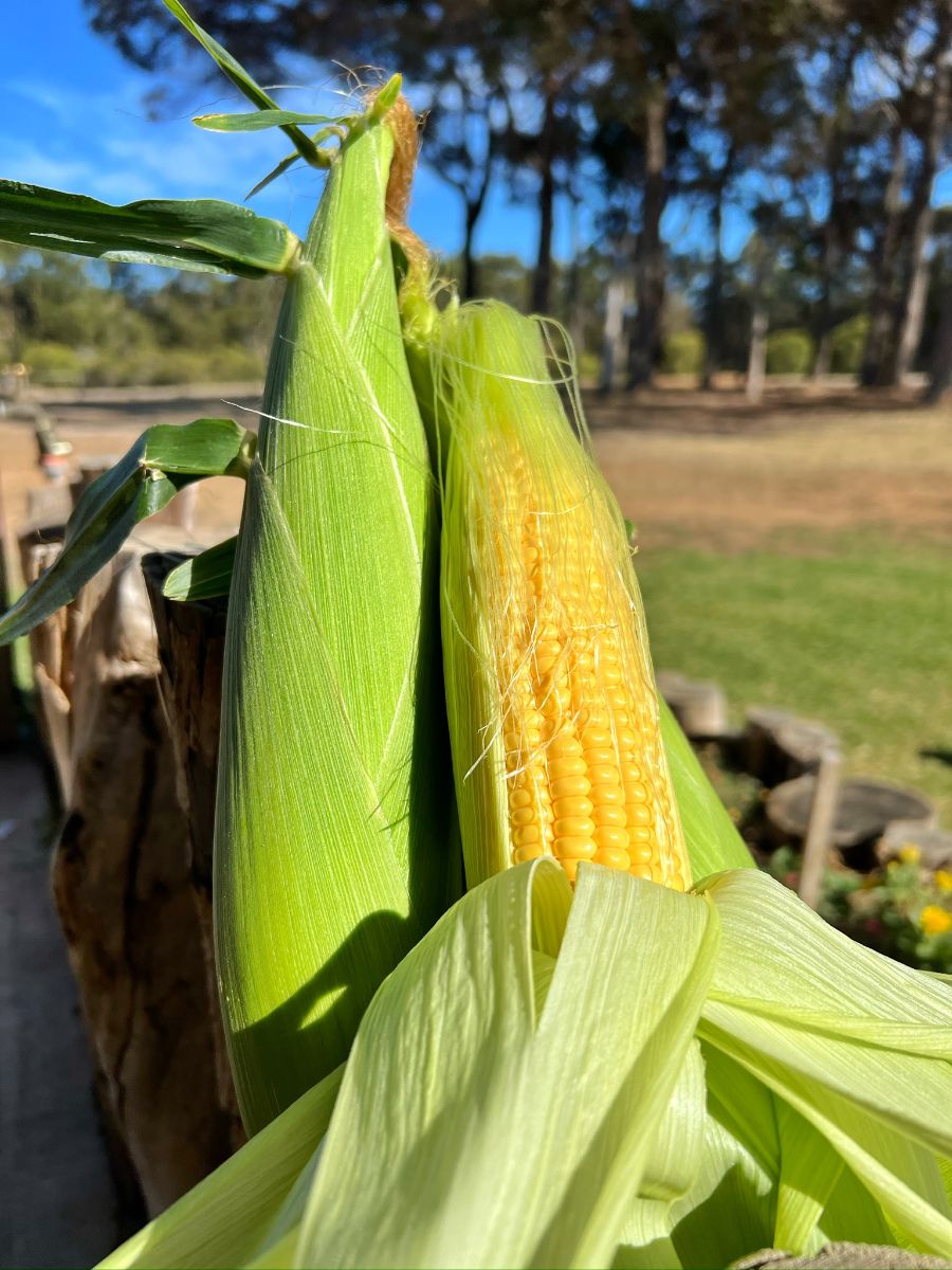 Close-up of two ears of corn, one with green husk intact and one partially peeled to reveal yellow kernels and corn silk. Blurred outdoor background with grass and trees under a blue sky.