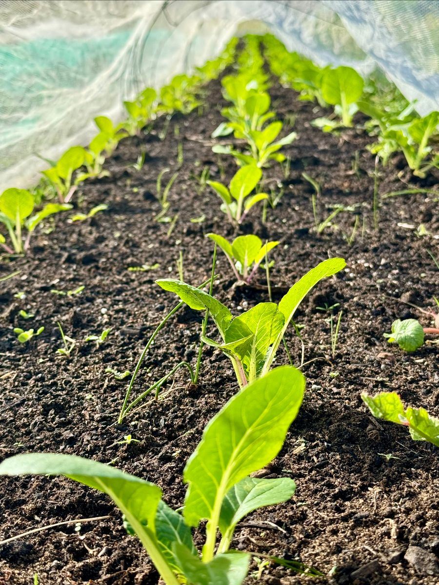 Close-up of rows of young green leafy seedlings growing in dark soil. A white mesh row cover arches over the bed in the background.