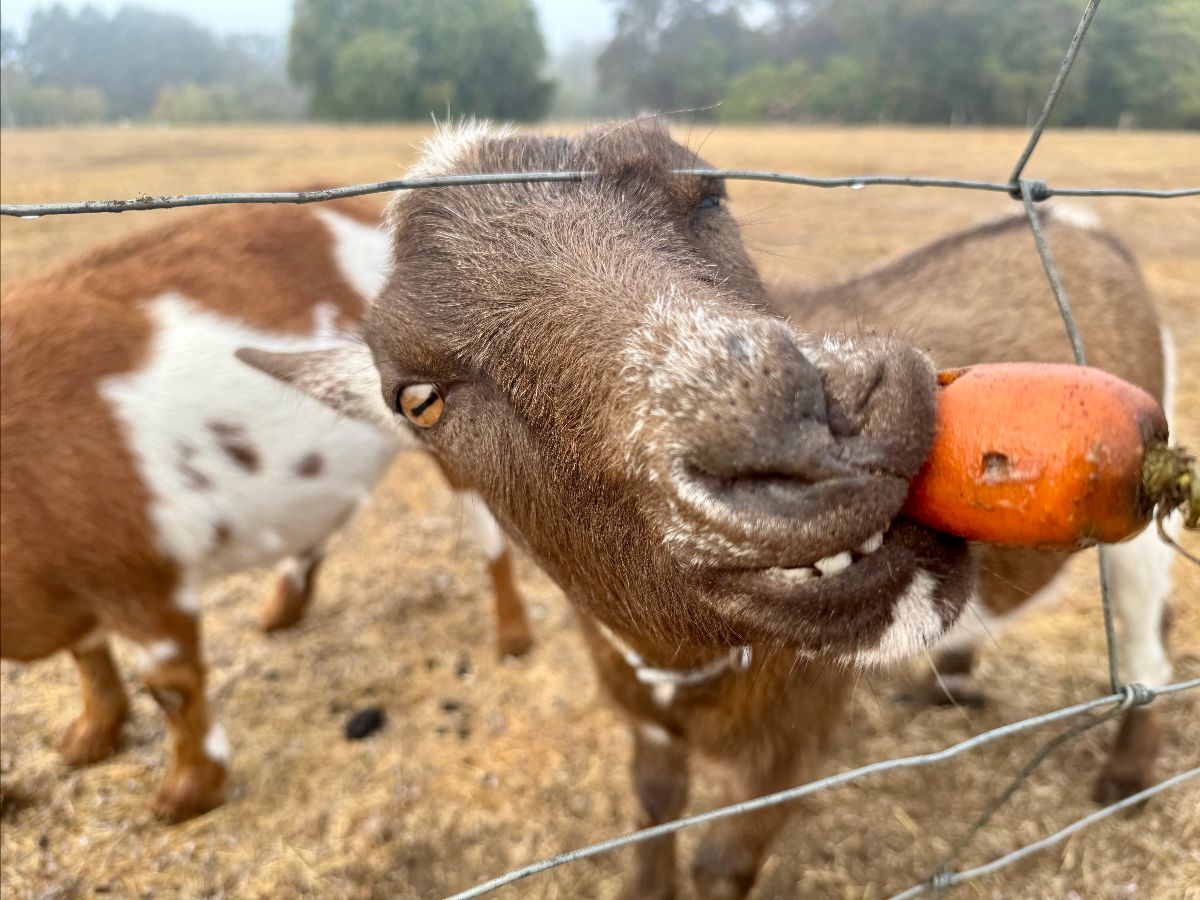 Close-up of a goat behind a wire fence biting an orange carrot. Two other goats stand blurred in the background in a dry field.