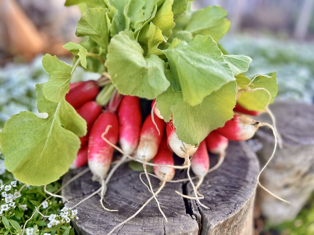 Bunch of red-and-white radishes with green leaves and long roots resting on a cut tree stump. Small white flowers and blurred greenery appear in the background.