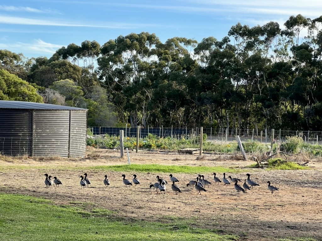 A flock of ducks walks across a dirt and grass paddock beside a large round metal water tank. Fenced garden beds and tall trees fill the background under a blue sky.