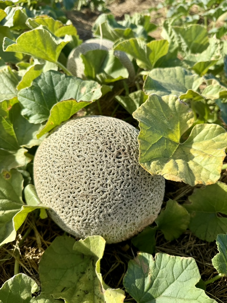 Close-up of a netted melon growing on the ground among large green vine leaves. Another melon is partially visible in the background.