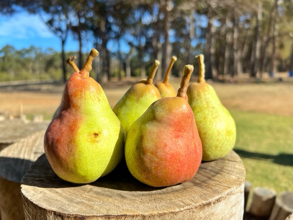 Five red-and-green pears sit on a cut tree stump. The background is blurred, showing a sunny grassy area with trees.