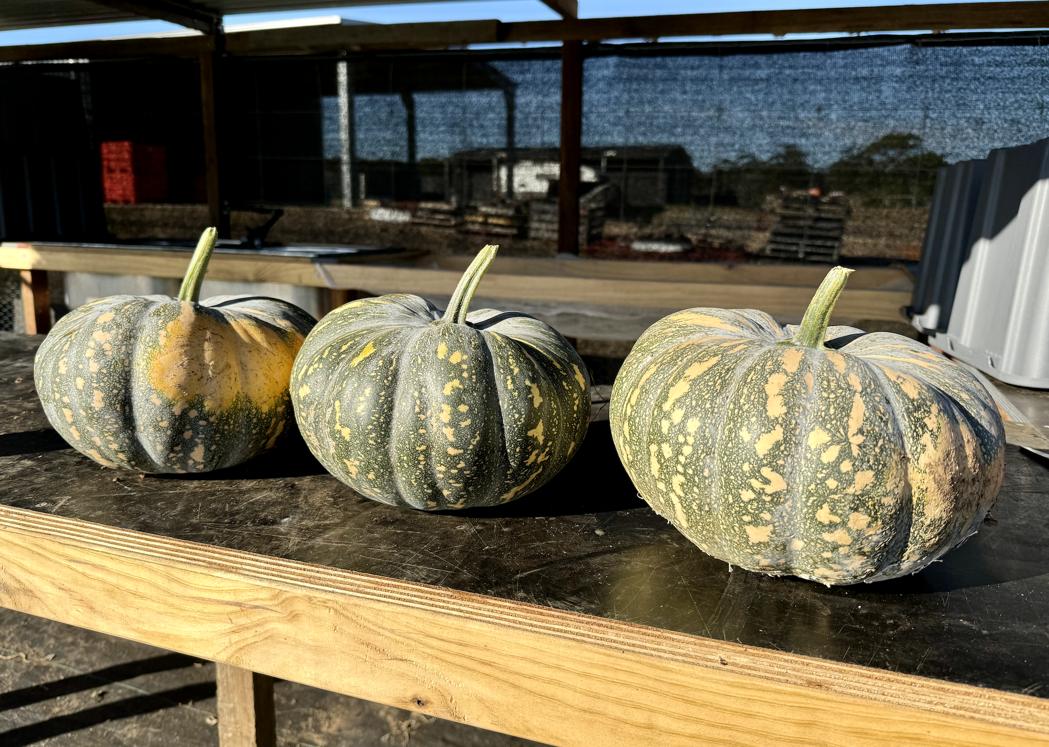 Three mottled green-and-yellow pumpkins sit on a wooden table in an open farm shed. A shaded mesh screen and farm equipment are visible in the background.