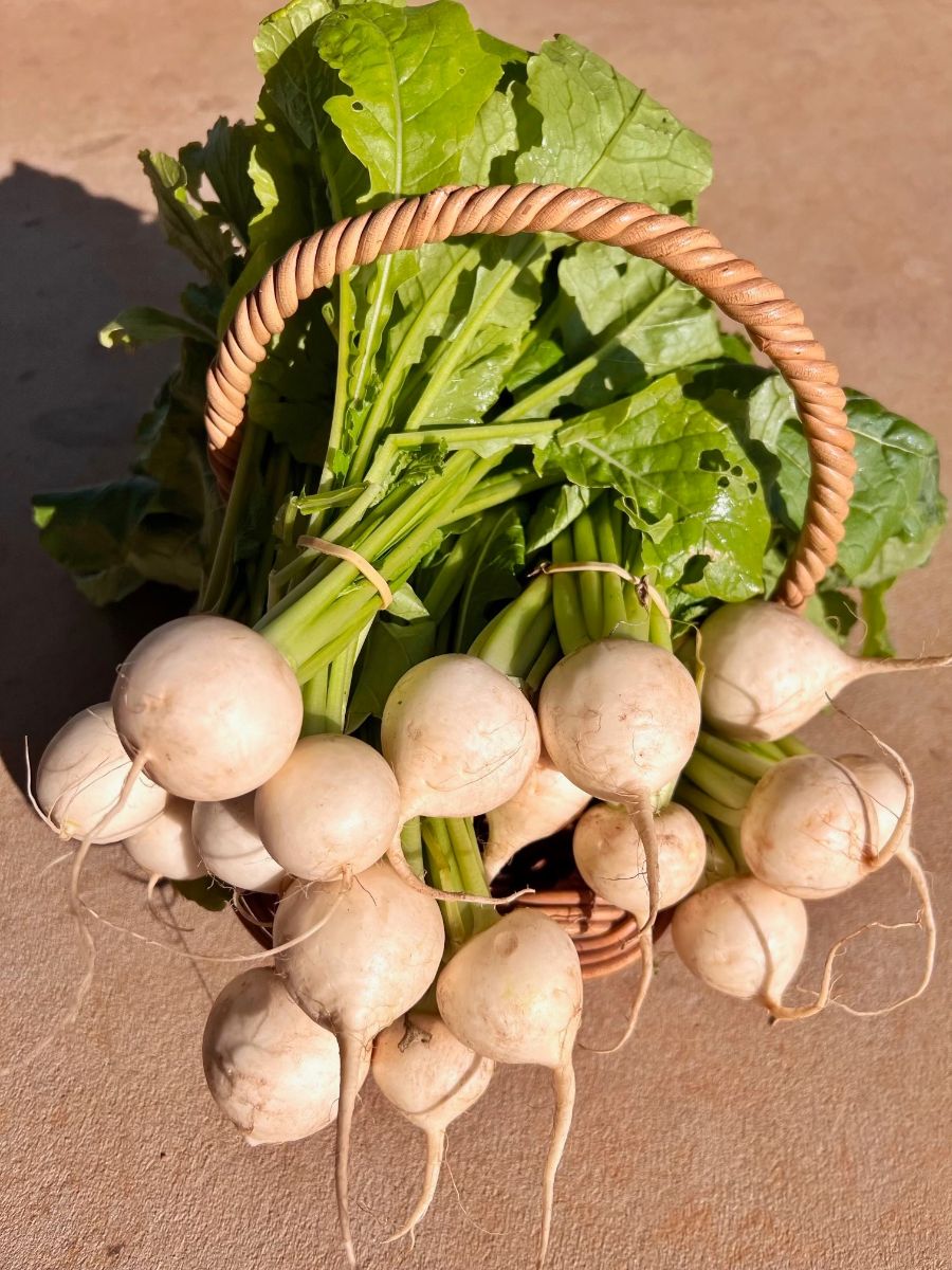 Wicker basket filled with white turnips, their long green leafy tops spilling out. The basket sits on a sunlit tan surface with shadows.