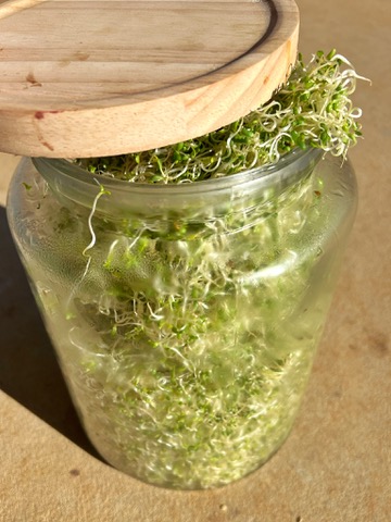 A clear glass jar filled with green sprouts sits on a wooden surface. A round wooden lid rests on top, with sprouts spilling out around the rim.