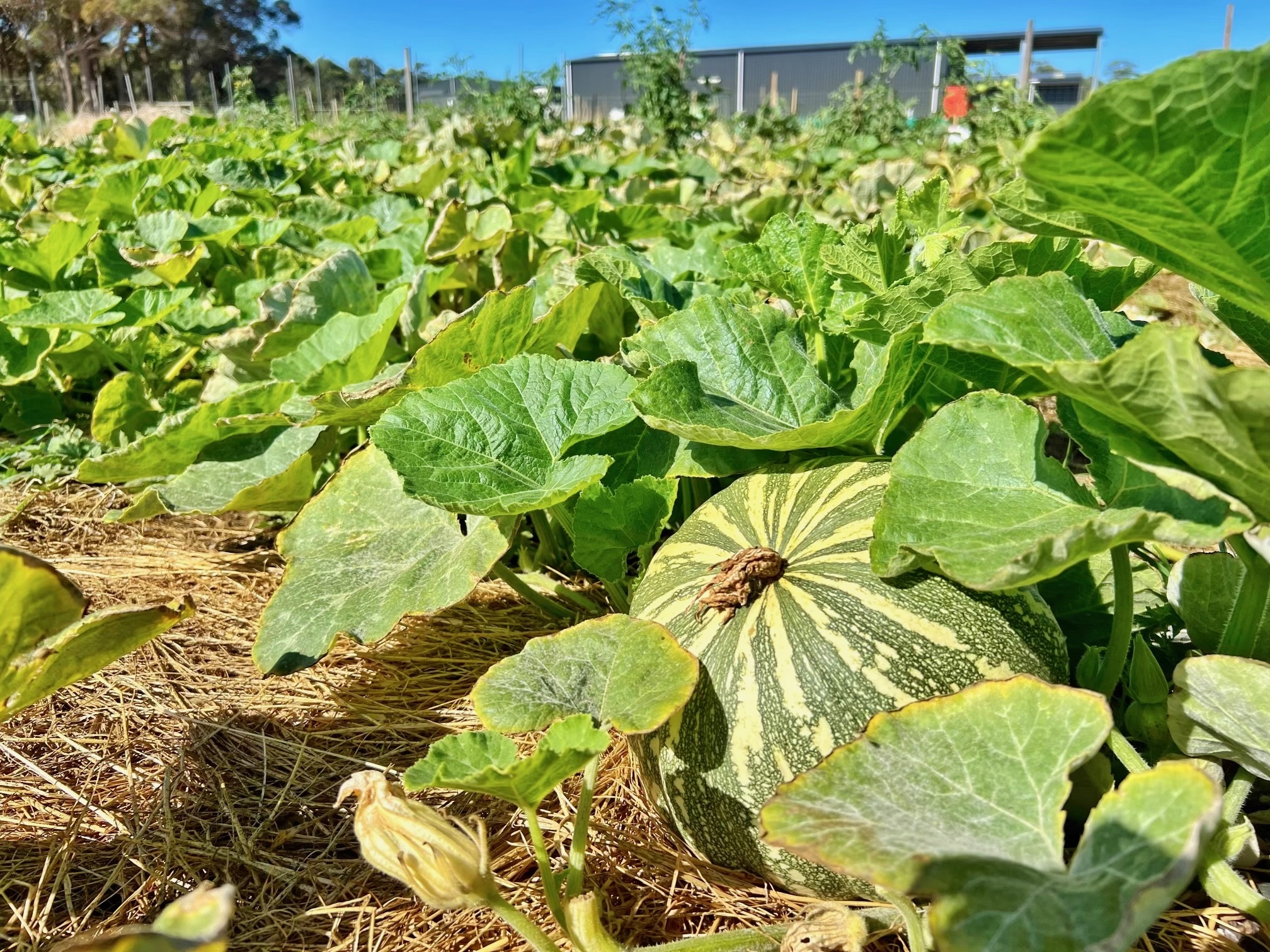A striped green-and-cream squash sits on straw among sprawling vine leaves in a garden bed. Rows of leafy plants extend into the background with a building and fencing under a clear blue sky.