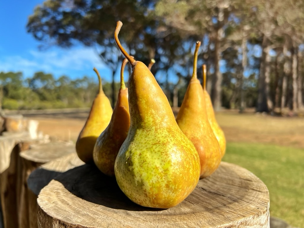Four ripe pears with long stems sit on a cut wooden stump. The background shows a grassy area and tall trees blurred in the distance.