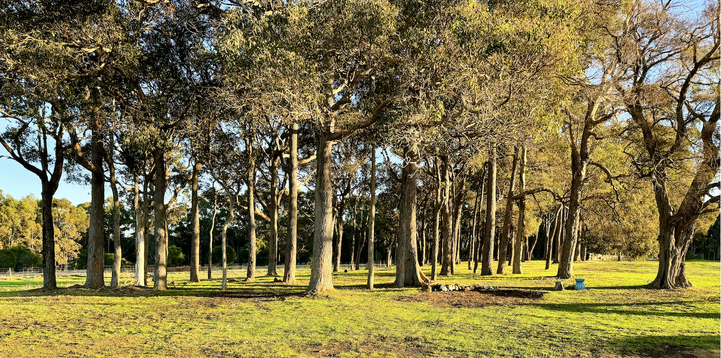 Sunlit grove of tall trees in a grassy field, with long shadows across the ground. A few buckets or small containers sit near the base of a tree on the right.