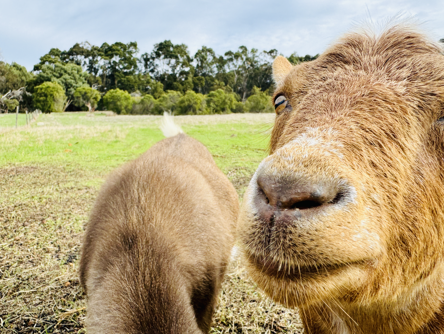 Close-up of a tan goat’s face in the right foreground, with another goat grazing beside it in a grassy field. Trees line the background under a blue sky.