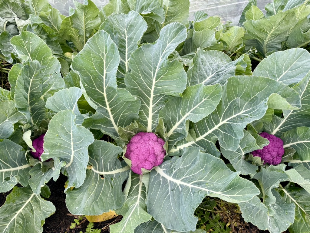 Close-up of purple cauliflower heads growing in a garden bed, surrounded by large green leaves. Several plants fill the frame, with dark soil visible beneath.