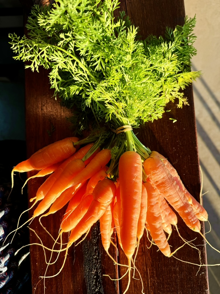 Bunch of fresh carrots with leafy green tops tied together, resting on a dark wooden surface. The orange carrots have long thin roots and are lit by sunlight.