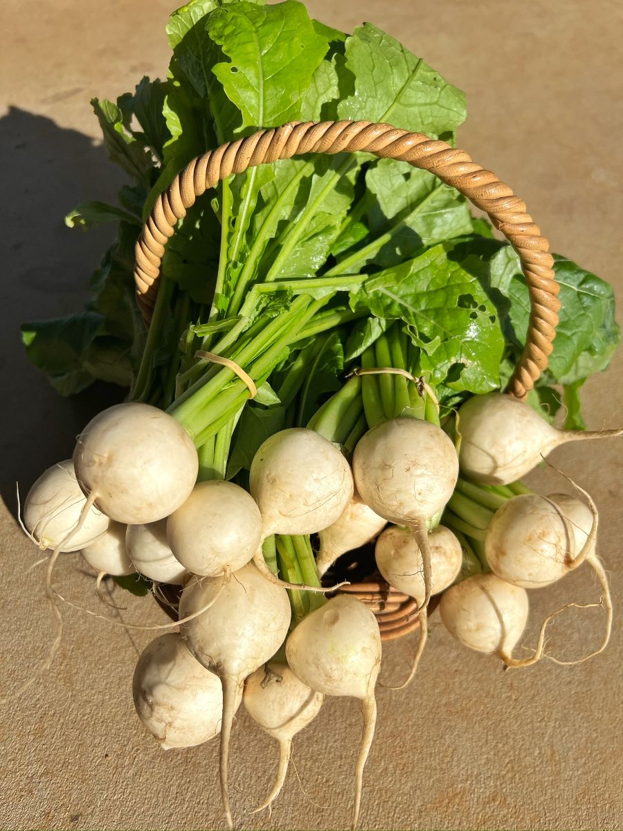 A wicker basket filled with white salad turnips, their long roots visible, and bunches of green leafy tops. The basket sits on a sunlit stone or concrete surface.