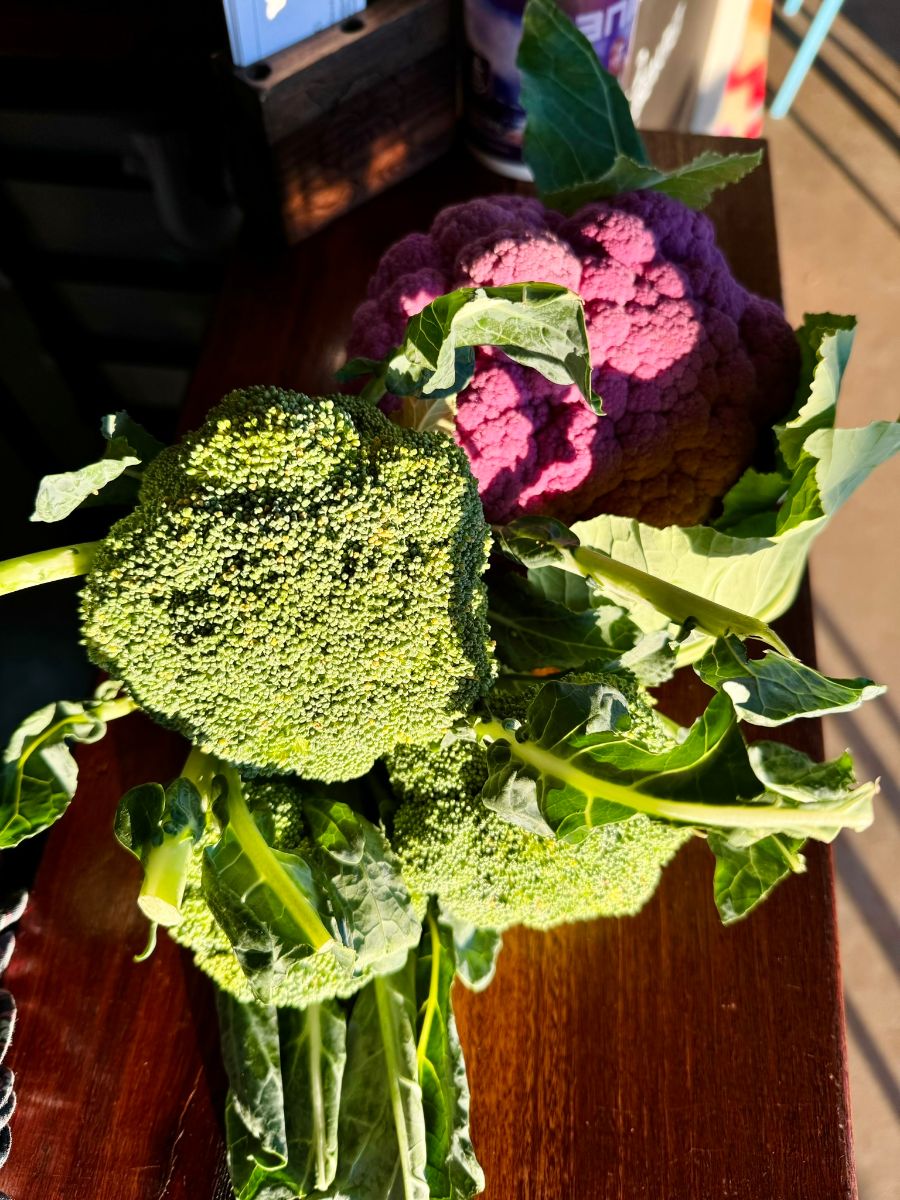 Green broccoli with long stems sits on a wooden table, with a purple cauliflower behind it. Sunlight casts strong shadows across the vegetables and table.