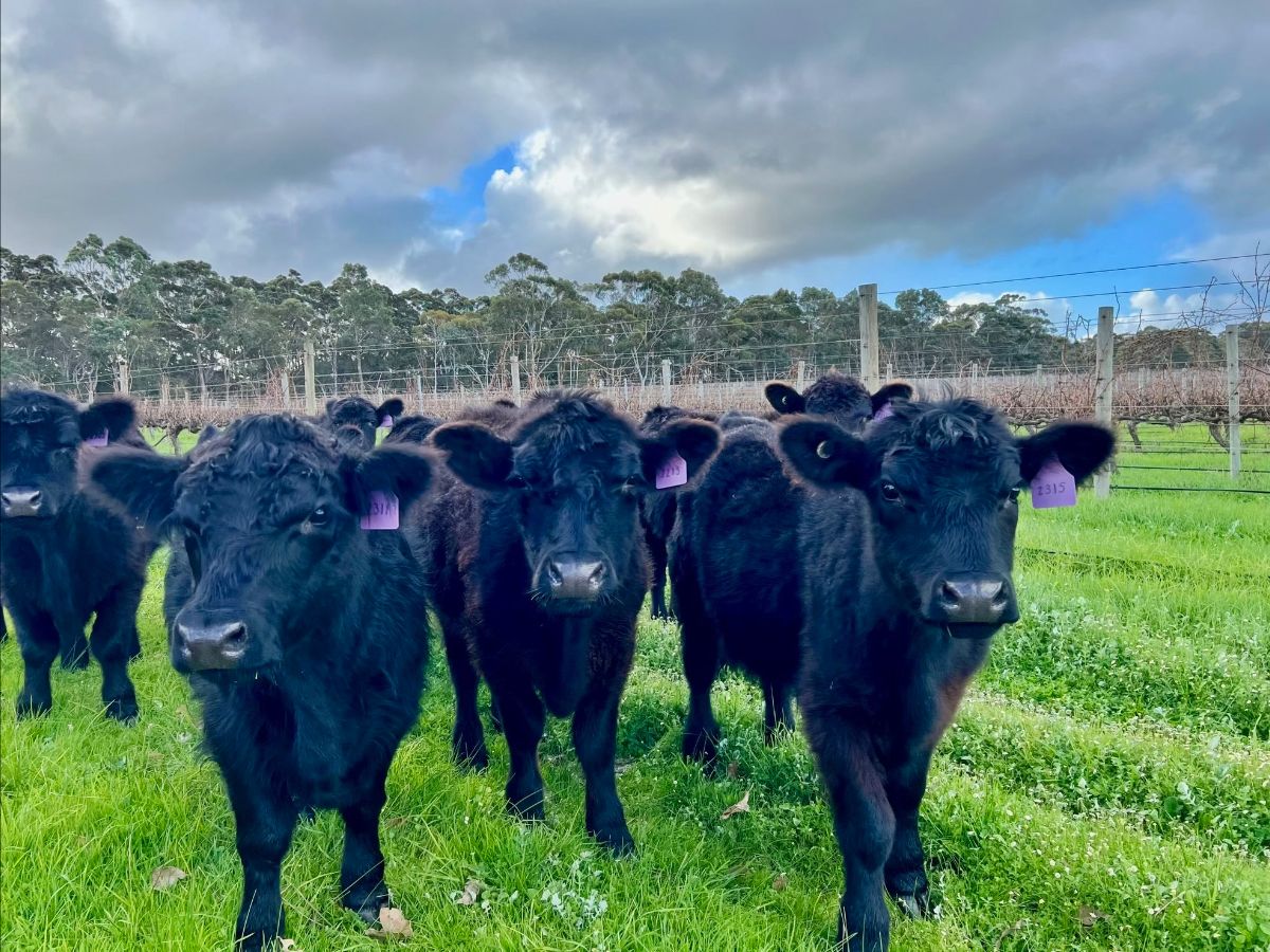 A group of black calves with purple ear tags stand in a green pasture facing the camera. Fences and rows of bare vines are behind them under a cloudy sky.