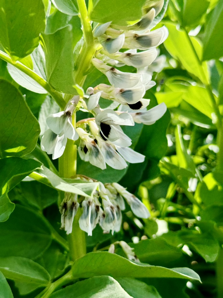 Close-up of a green plant stem with clusters of small white flowers with dark markings, surrounded by large green leaves. Sunlight highlights the foliage against a blurred green background.