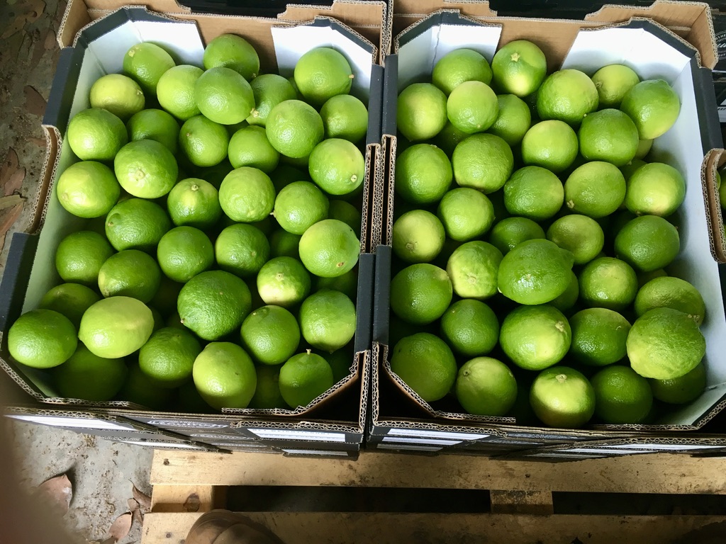 Two open cardboard crates filled with green limes are shown from above. The crates sit side by side on a wooden pallet.