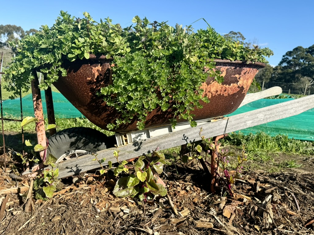 Rusty metal wheelbarrow planter overflowing with green herbs and leafy plants, viewed outdoors in a garden bed. A farm field with green netting, trees, and a blue sky is visible in the background.
