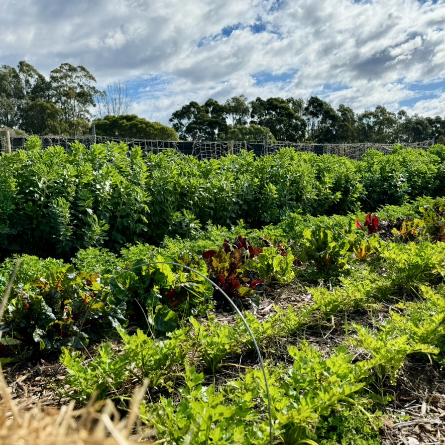 Wide view of a vegetable field with dense rows of leafy green plants and patches of red-stemmed greens in the foreground. A line of trees and netted fencing sits under a partly cloudy blue sky in the background.