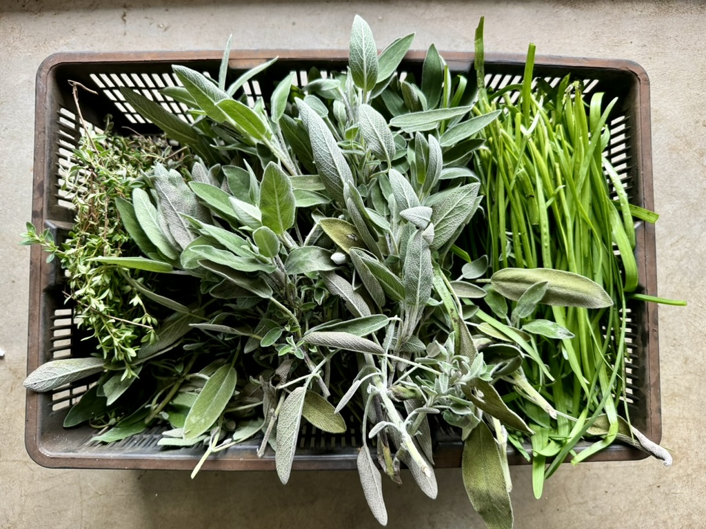 Overhead view of a plastic crate filled with fresh herbs: a large pile of sage leaves in the center, thyme sprigs on the left, and long green chives on the right. The crate sits on a concrete surface.