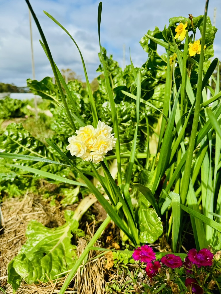Close-up of green leafy plants and tall onion-like stalks growing in a garden bed, with a pale yellow flower in the center. A cluster of small magenta flowers appears at the bottom edge against a cloudy blue sky.