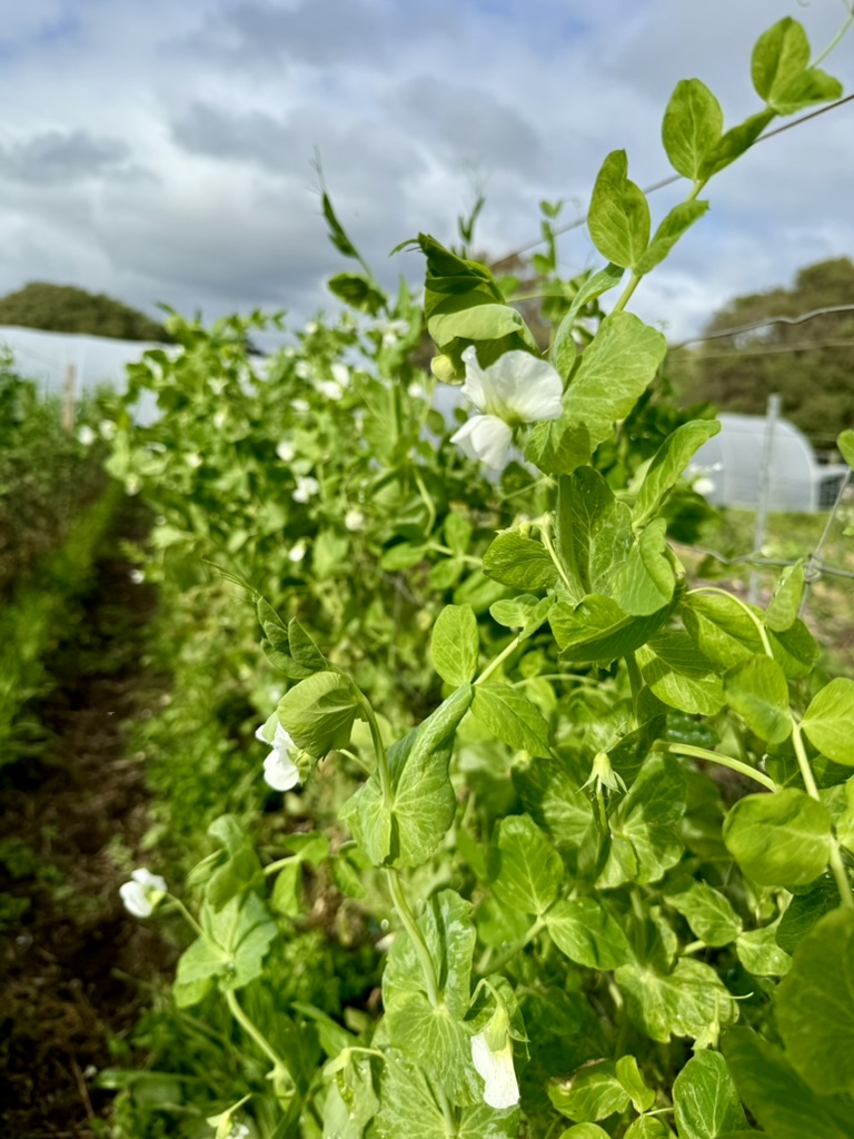 Close-up of green pea plants with white blossoms growing along a row in a field. In the background are cloudy sky and blurred polytunnel structures.