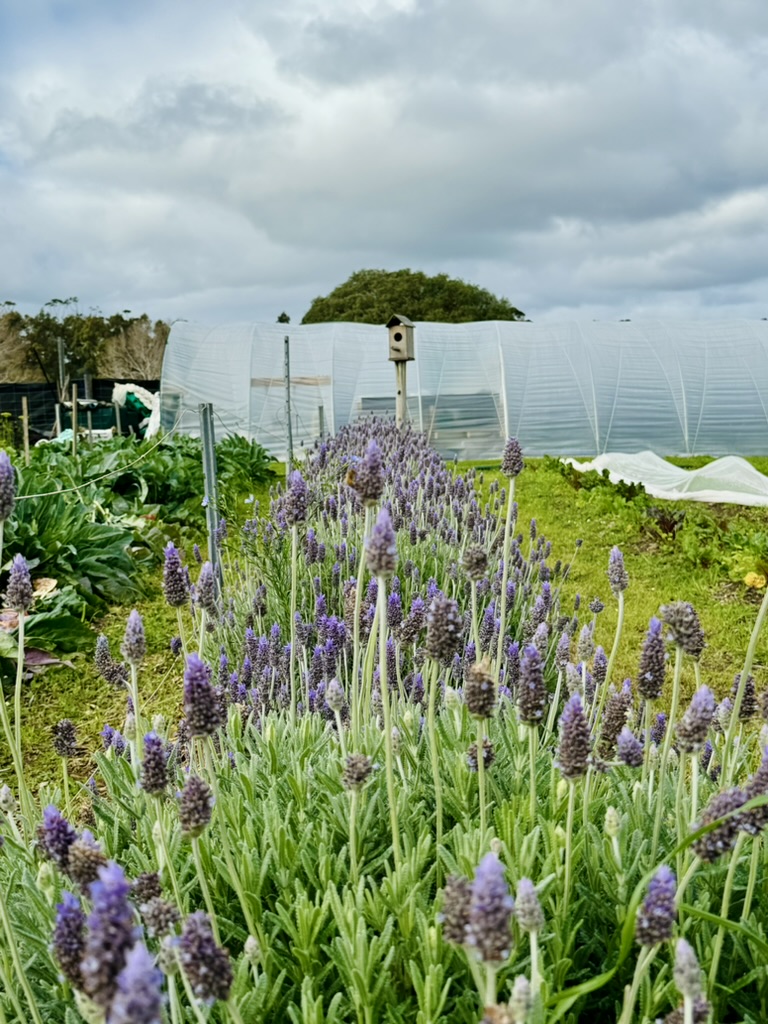 Purple lavender flower spikes fill the foreground of a vegetable garden. In the background are plastic-covered polytunnels and a birdhouse on a post under a cloudy sky.