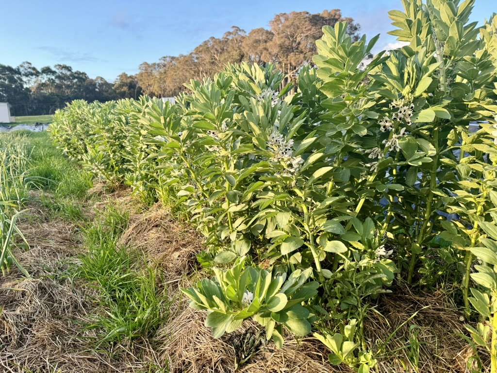 Row of lush broad bean plants with white blossoms growing beside a grassy path. Trees and open field are visible in the background under a blue sky.