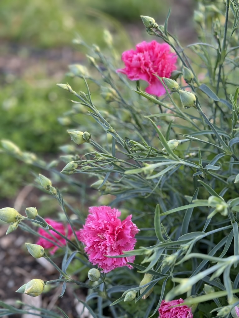 Close-up of a plant with thin green leaves and many pale green buds, with several bright pink ruffled flowers in bloom. The background is softly blurred greenery and soil.