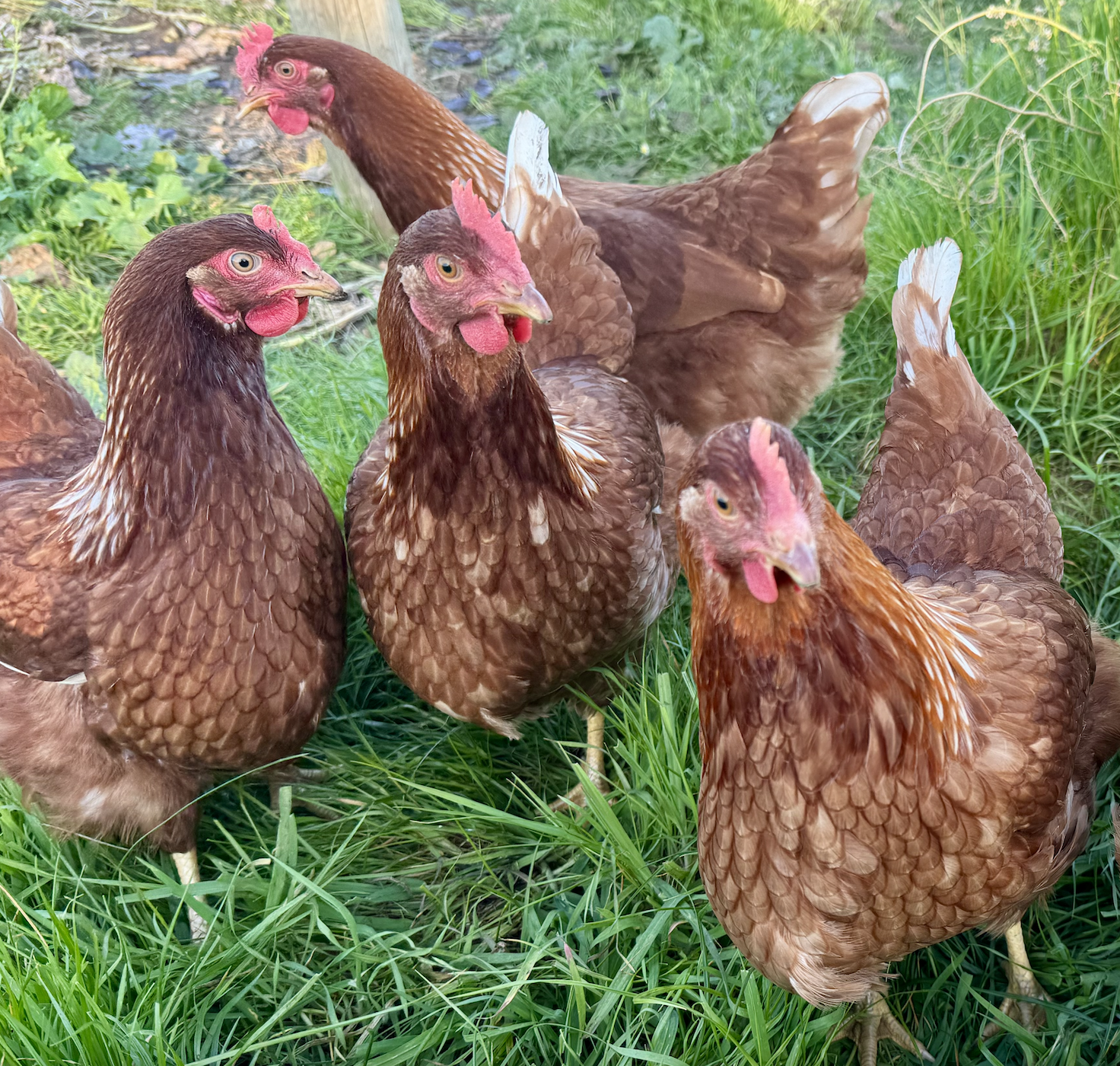 Four brown hens with red combs stand close together on green grass. A wooden post and patches of dirt are visible in the background.
