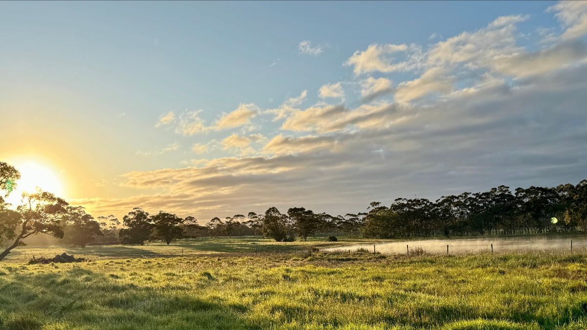 Wide view of a grassy farm field at sunrise, with mist near a fence line and trees in the distance. A blue sky with scattered clouds fills the upper half of the frame.