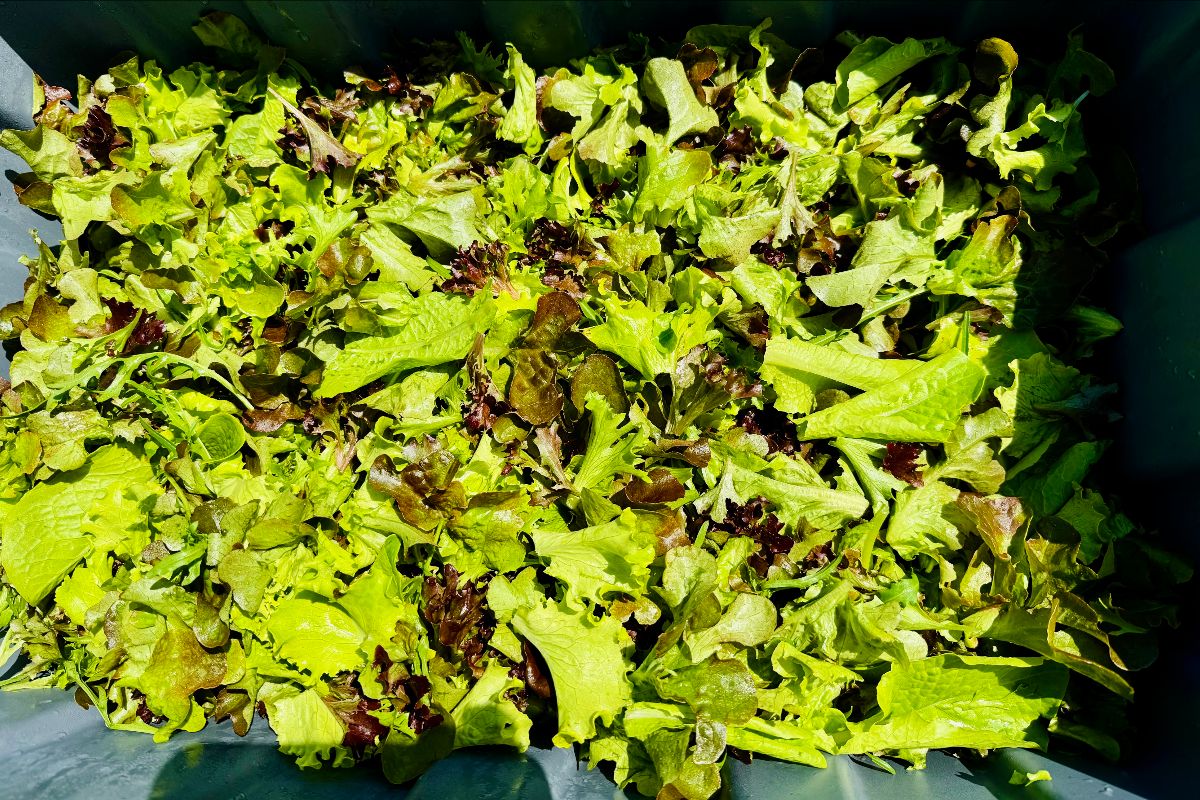 Close-up, top-down view of a crate filled with mixed salad leaves in shades of green and red. The dark edges of the container frame the leafy greens.