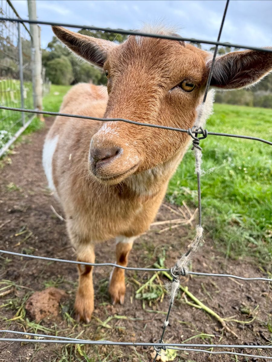 Close-up of a brown goat standing behind a wire fence, looking toward the camera. A grassy paddock and trees are visible in the background.