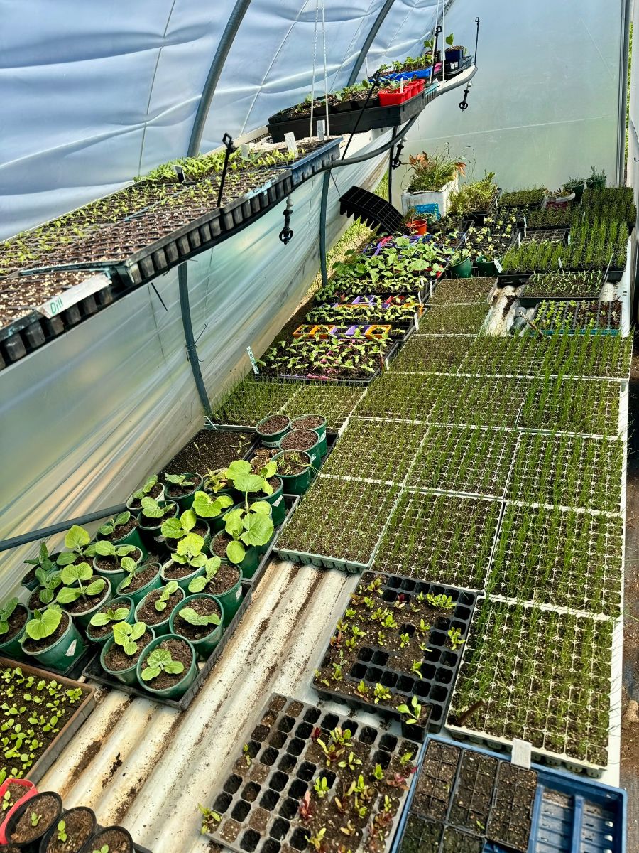 Inside a greenhouse, rows of seedling trays and small pots filled with sprouts cover tables and the floor. Long hanging shelves along the left side hold additional flats of young plants and labeled starts.