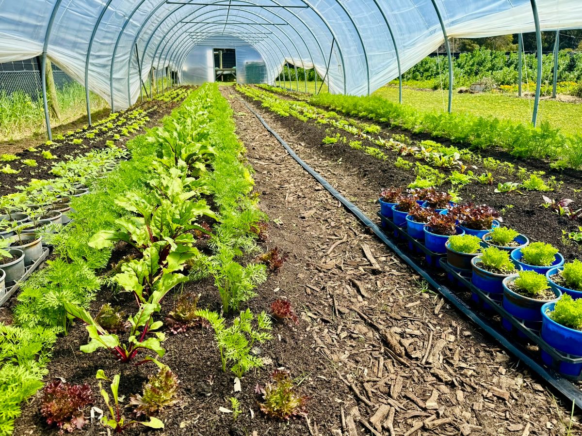 Interior of a plastic-covered hoop greenhouse with long rows of leafy green plants growing in dark soil beside a central mulch path. Blue pots of lettuce seedlings line the right edge, with more potted starts on the left.