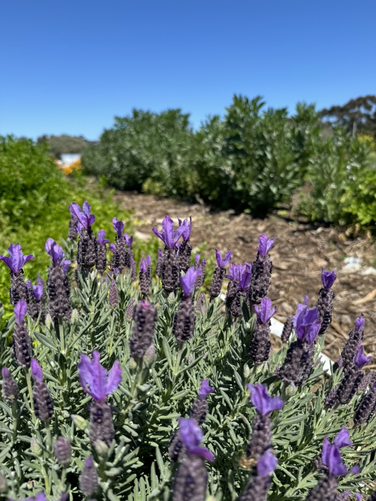 Close-up of purple lavender flower spikes in the foreground. Behind them is a mulched garden bed with green plants, with a clear blue sky overhead.