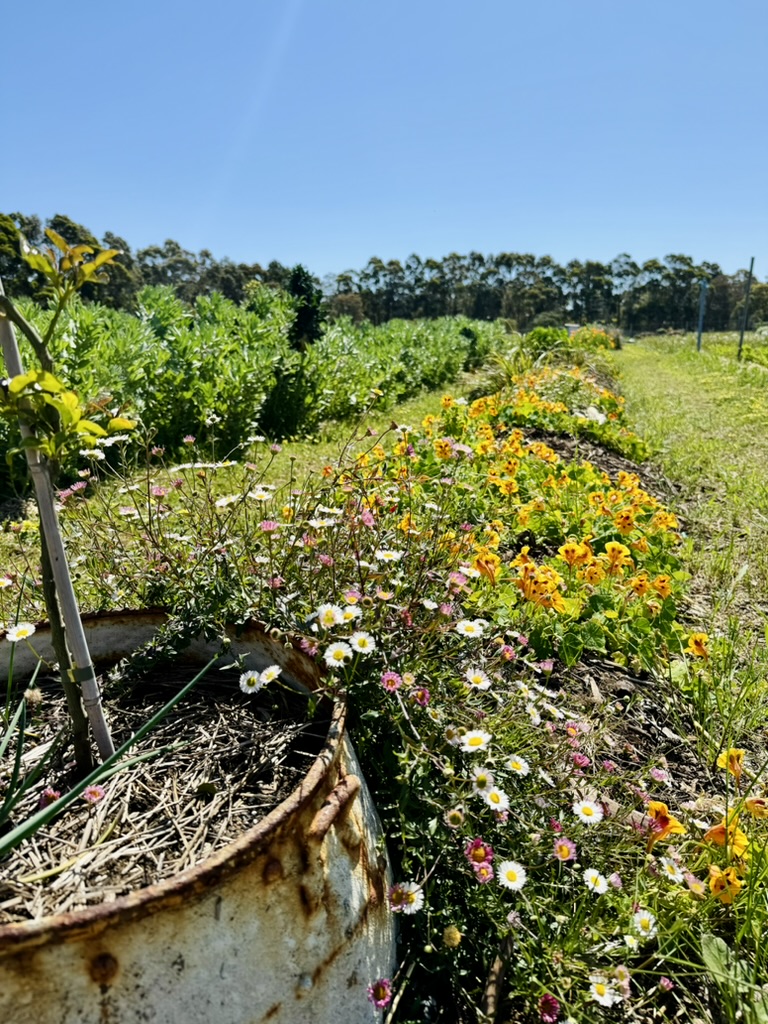 View along a farm field with rows of green plants and a long strip of yellow and white wildflowers beside a grassy path. In the foreground, a rusty metal planter filled with straw and a staked plant sits under a clear blue sky.