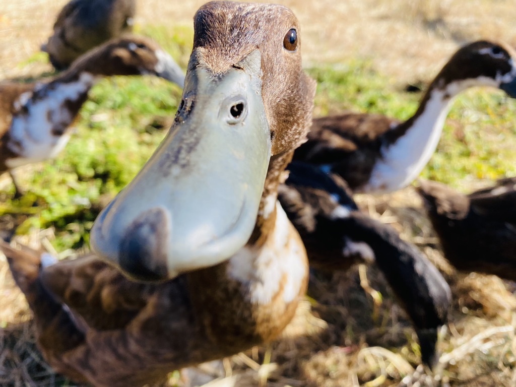 Close-up of a brown-and-white duck with a large bill facing the camera. Other ducks are blurred in the background on grass and straw.