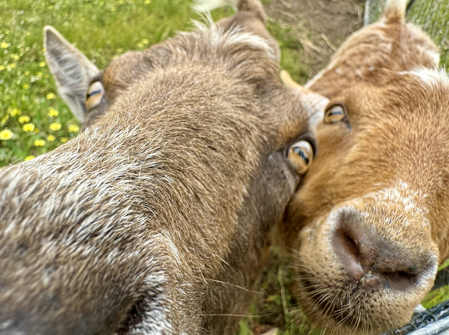 Close-up of two goats with their faces pressed together, filling most of the frame. Green grass with small yellow flowers and a wire fence appear in the background.