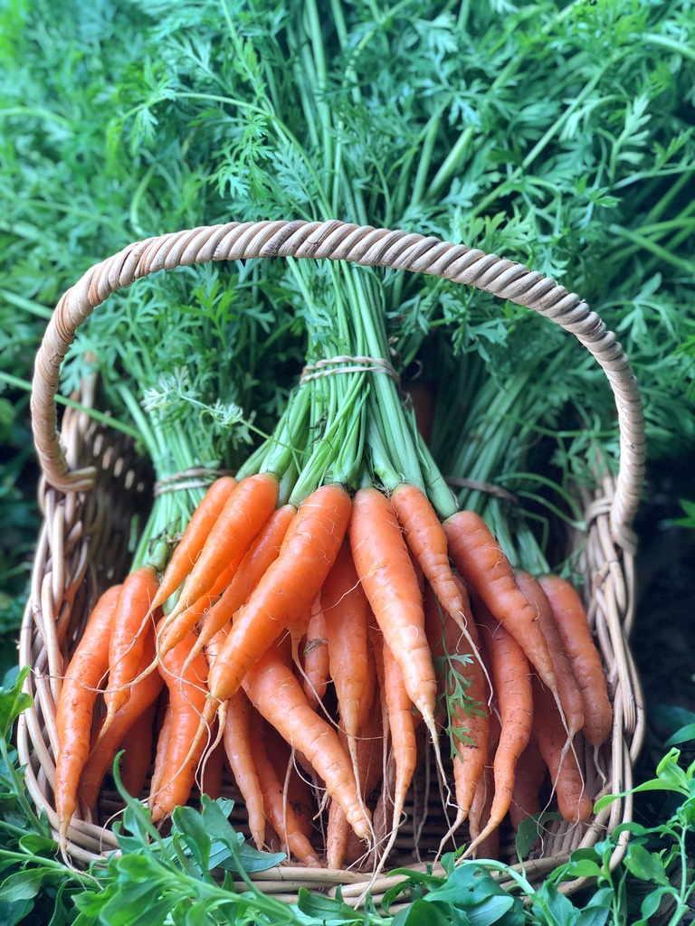 A wicker basket filled with bunches of orange carrots, their green leafy tops tied together. The basket sits among dense green foliage.